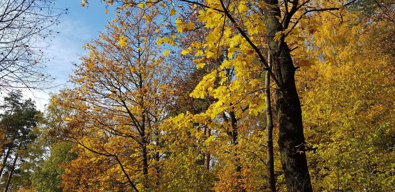 CLOSE-UP OF YELLOW TREE TRUNK