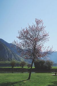 Cherry tree on field against clear sky