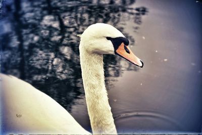 Birds in calm lake