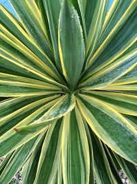 Close-up of palm leaf