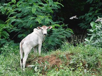 Horse standing by plants