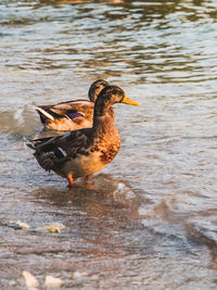 Side view of a duck swimming in lake