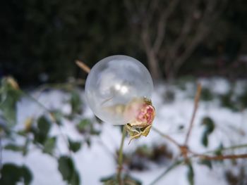 Close-up of white flower on twig