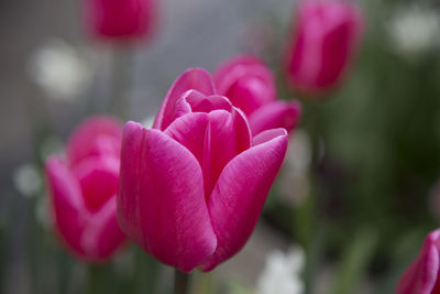 Close-up of pink tulip