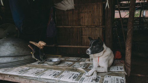 Man and dog sitting on wooden floor at night