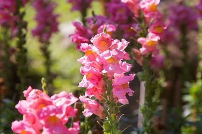 Close-up of pink flowering plant