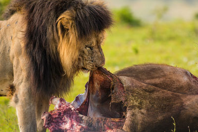 Close-up of horse eating