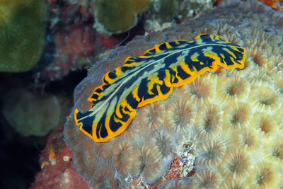 View of fish swimming in sea