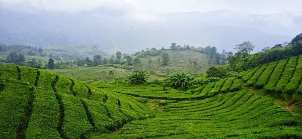 Beauty west java ,bandung