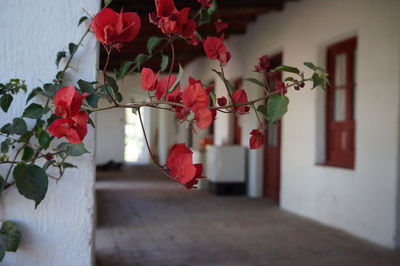 Close-up of red flowers