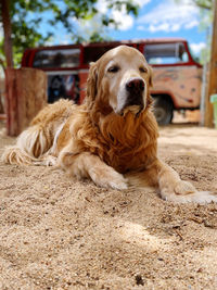 Dog looking away while sitting on land