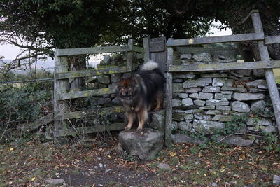 Portrait of dog on field