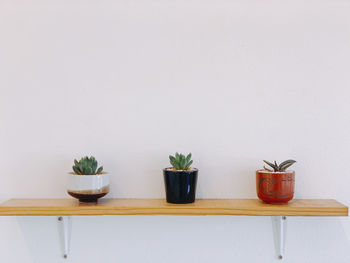 Potted plants on table at home