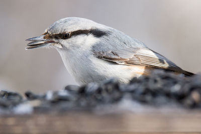 Close-up of a bird