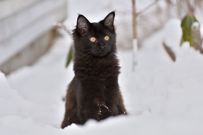 Close-up portrait of black cat