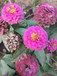 High angle view of pink flowers blooming outdoors