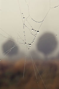 Close-up of water drops on web