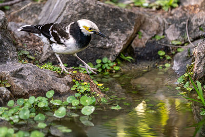 Close-up of bird perching on rock