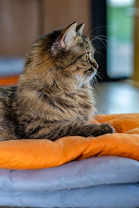 Close-up of a cat looking away