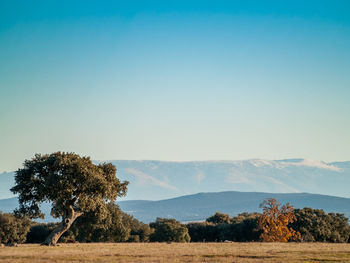 Scenic view of field against clear sky