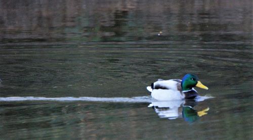 View of duck swimming on lake