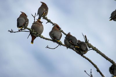 Low angle view of bird perching on tree against sky