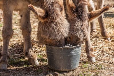 Donkeys feeding from container on field