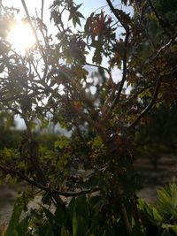 Low angle view of tree