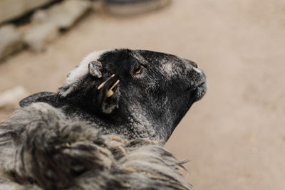 Close-up of sheep