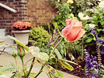 Close-up of pink flowers blooming in garden