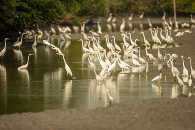 Birds standing in lake