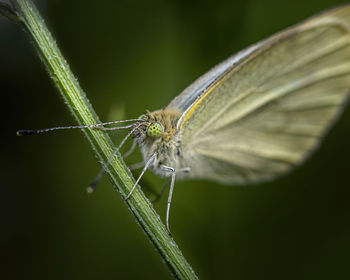 Close-up of butterfly on leaf