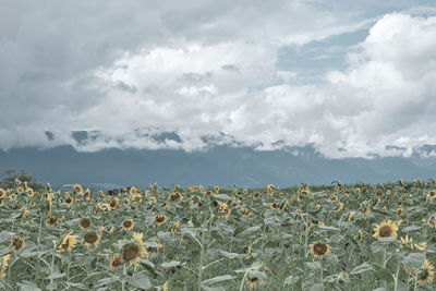 Scenic view of field against sky