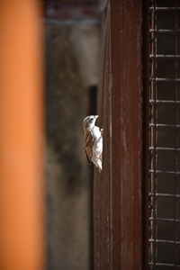 Close-up of a bird