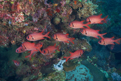 Fish swimming in sea