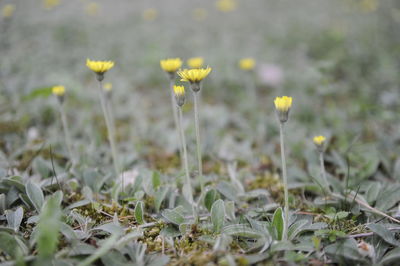 Close-up of yellow flowering plants on field