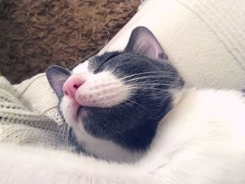Close-up of cat sleeping