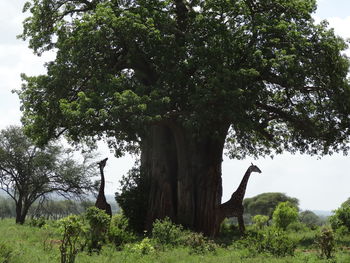 View of trees on field