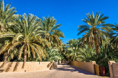 Palm trees against clear blue sky