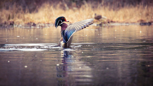 Bird flying over lake