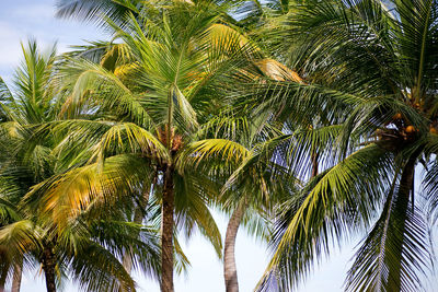 Low angle view of palm trees against sky