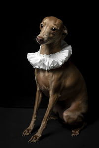 Portrait of dog sitting against black background