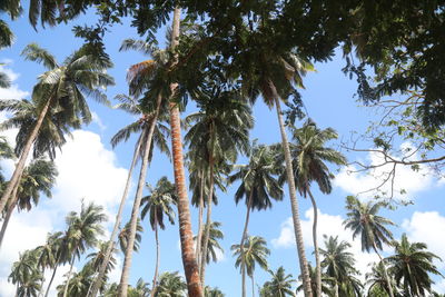 Low angle view of coconut palm trees against clear sky