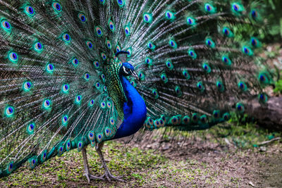 peacock