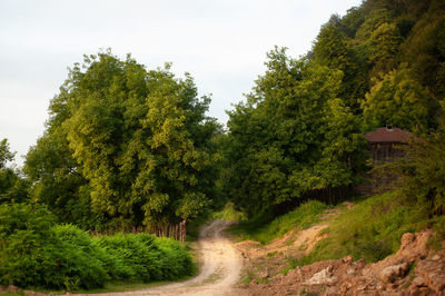 Dirt road amidst trees against sky