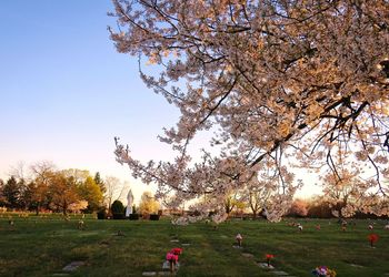 View of cherry blossom trees in park