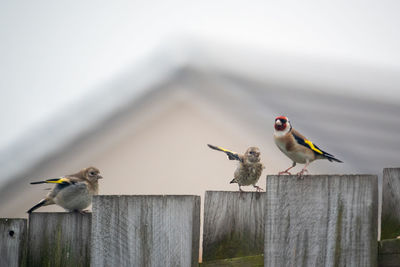 Goldfinch bird  and young perching on wooden fence.