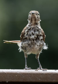 Female starling looking out on the deck.