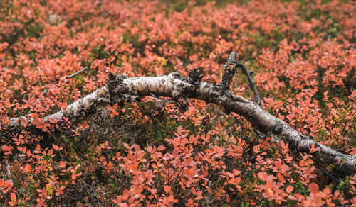 View of orange flowering plants