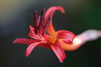 Close-up of red lily
